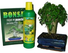 Bonsai rovná střední